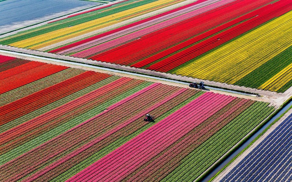разноцветные поля в Нидерландах 